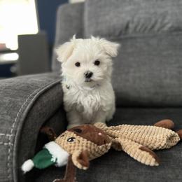 Maltese Puppies from Genice’s Small Wonders