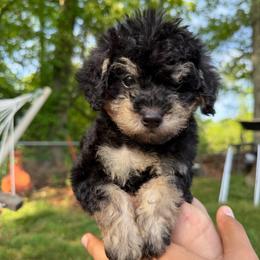 Arthur - Phantom male Poodle puppy in Chattanooga, Tennessee from Joy-Fur Puppies