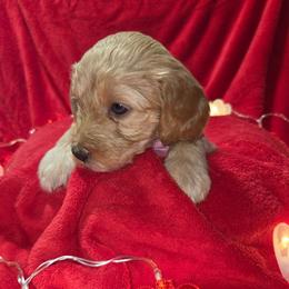 Lucy - Apricot female Aussiedoodle puppy in Cumberland, Rhode Island from W Doodle Crew