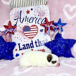 Sable Parti girl - Tri-colored female Pomeranian puppy in Princeton, New Jersey from PureLove Poms.
