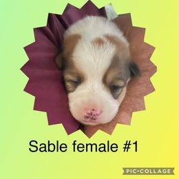 Sable #1 - American Corgi puppy from Mahala Henry