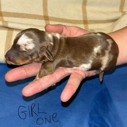 Girl 1 - Dapple female Dachshund puppy in Oshkosh, Wisconsin from Tammy’s  Mini Dachshunds