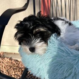 JAXSON - Black and white male Havanese puppy in Pima County, Arizona from Havanese of the Sonoran Desert