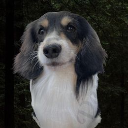 Rambo - Dachshund