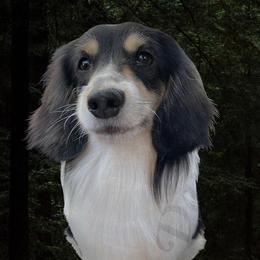 Rambo - Dachshund