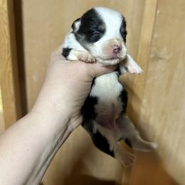 Tri boy - Black and tan male Pembroke Welsh Corgi puppy in Clinton, Tennessee from High Hopes Farm