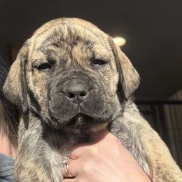 Hot Pink - Brindle female Boerboel puppy in Manitowoc, Wisconsin from Mae Boerboel
