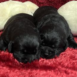 Black Female 1st pick - Black female Labrador Retriever puppy in Beaverdam, Virginia from Gold Heart Labradors