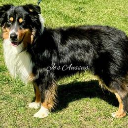 Australian Shepherd puppies from Jo’s Aussies