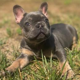 Mabel - Tricolors female French Bulldog puppy in Salisbury, Maryland from 77 Frenchies Maryland