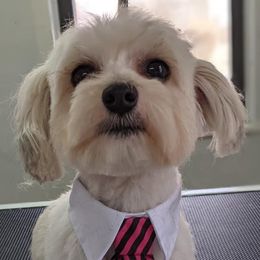 Gino - Morkie