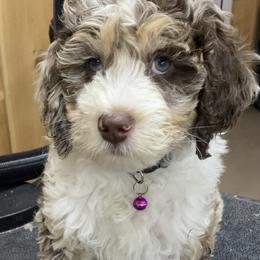 Assorted Doodle Crosses, Bernedoodles, Cockapoos, Double Doodles, Goldendoodles, and Golden Retrievers from Hawk Mountain Doodles