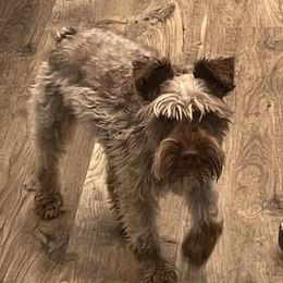 Cali - Miniature Schnauzer