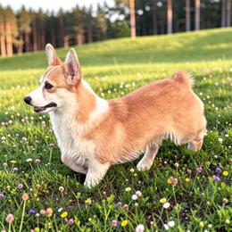Gemma - Fawn female Pembroke Welsh Corgi puppy in Abingdon, Virginia from Em-K Kennels
