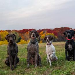 German Shorthaired Pointers from Valor Hill Kennels