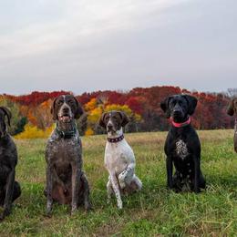 German Shorthaired Pointers from Valor Hill Kennels