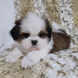 Boy 1 - Red and white male Shih Tzu puppy in Enid, Oklahoma from Precious Heirloom Shih Tzus