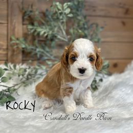 Rocky - Red and white male Cockapoo puppy in Payson, Utah from Crandall’s Doodle Barn