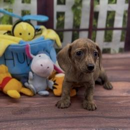 Cream Brindle Smooth Male - Cream male Dachshund puppy in Killeen, Texas from Southern Dachshunds