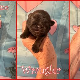Wrangler - Liver male Shih Tzu puppy in Beatrice, Nebraska from I Shih Tzu Not Puppies
