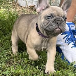 Purple collar girl - Blue fawn French Bulldog puppy in Tennessee from West Tennesse Frenchies