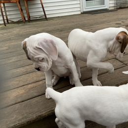 Boxer Puppies from Nancy Baeten