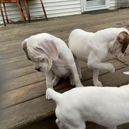 Boxer Puppies from Nancy Baeten