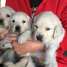 Golden Retriever and Labrador Retriever Puppies from Golden Hills Retrievers