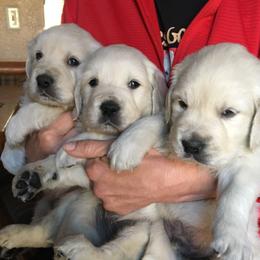 Golden Retriever and Labrador Retriever Puppies from Golden Hills Retrievers