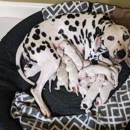 Dalmatians from Coachside Dalmatians