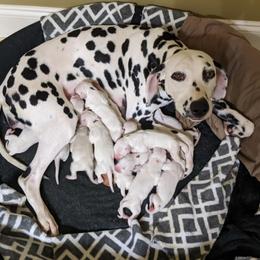 Dalmatians from Coachside Dalmatians
