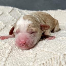 Pink - Caramel cream female Australian Labradoodle puppy in Auburn, Washington from West Valley Labradoodles