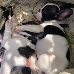 French Bulldogs from Márquez Ranch