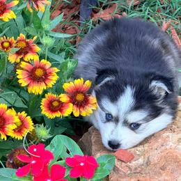 Pia boy - Black and white male Pomsky puppy in Enid, Oklahoma from Mile Hi Pomskies