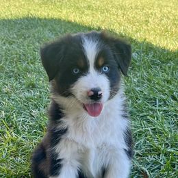 Hanky Blue Eyes - Black tri-color male Australian Shepherd puppy in Paso Robles, California from DeClue Ranch Australian Shepherds
