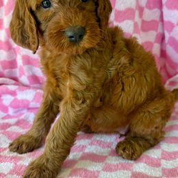 Purple - Red female Irish Doodle puppy in Bloomfield, Iowa from Schooley Doodles