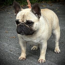Doo-Dah - French Bulldog
