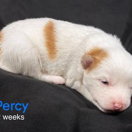 Percy - Red and white male Pomsky puppy in Winston, Oregon from Arctic Tails Spitz