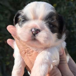 Tricolor - Tricolor male Shih Tzu puppy in El Paso, Texas from Paws Of Beauty