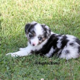 Miniature Australian Shepherd and Toy Australian Shepherd Puppies from Sapphire Stables