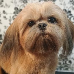 Gunnar - Shih Tzu