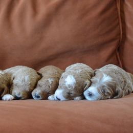 Goldendoodle Puppies from Maggies Doodles (maggiesdoodlesaz.com)