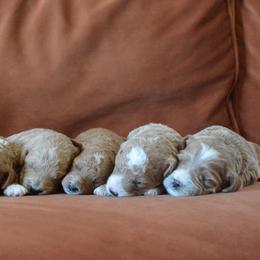 Goldendoodle Puppies from Maggies Doodles (maggiesdoodlesaz.com)