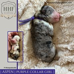 ASPEN - Blue merle and white female Sheepadoodle puppy in Charlo, Montana from Heavenly Hilltop Farm