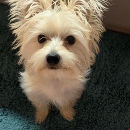 Aussiedoodle, Morkie, Poodle, Yorkipoo, and Yorkshire Terrier All Grown Up from X-F Kennels