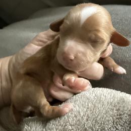 Chip - Apricot male Double Doodle puppy in Hendersonville, Tennessee from My Sweetest Doodle