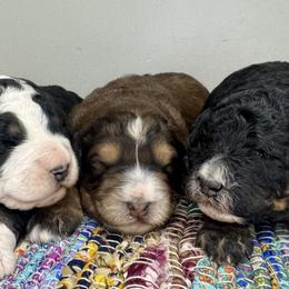 Bernedoodle puppies from Pleasant Creek Minibernedoodles