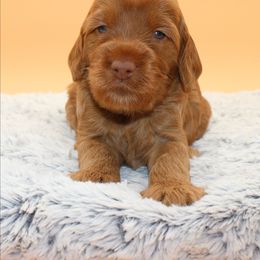 Taj - Red female Australian Cobberdog puppy in Bellingham, Minnesota from Whispering Prairie Australian Cobberdog