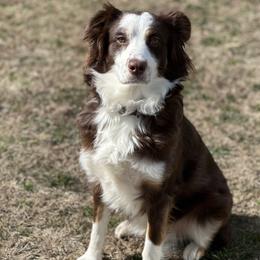 Australian Shepherd puppies from True Blue Friends