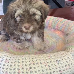 Havanese Puppies from PT Havanese